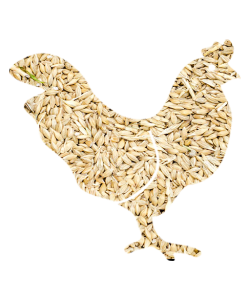 chicken(7)