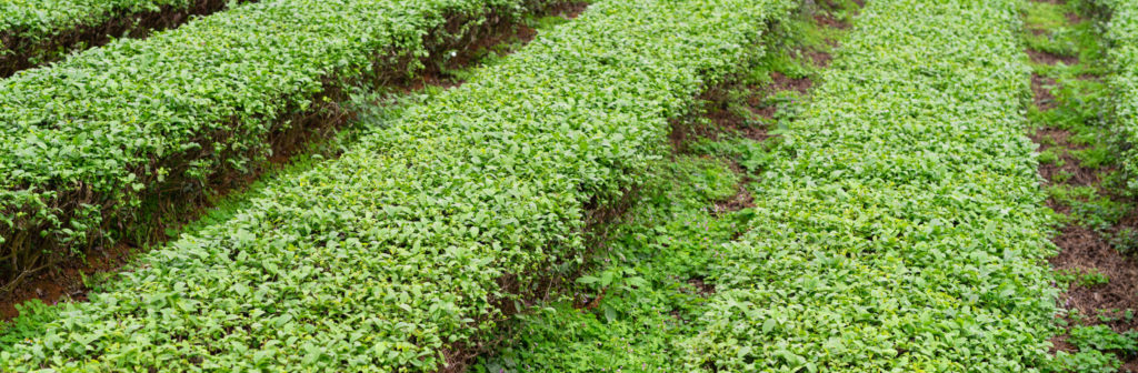 Aerial photo of tea garden landscape