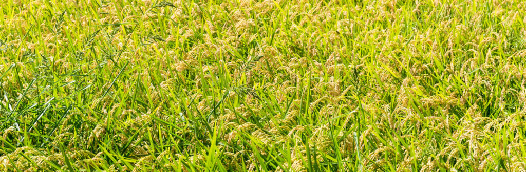 rice-plant-in-rice-field-ZFVC6YF (1)