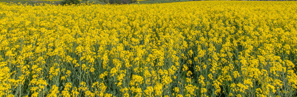 oilseed-rape-field-flowering-rapeseed-plants-VJSZTUG (1) (1)