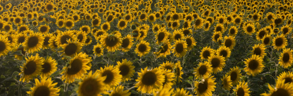 sunflower-field-ZW35NDE (1) (1)
