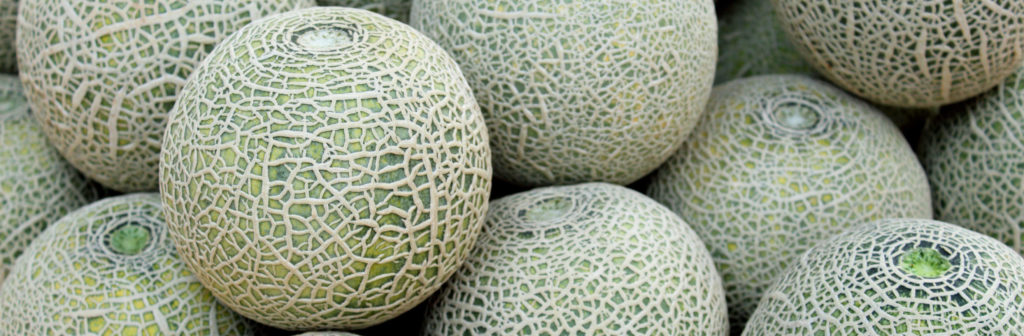 closeup-of-cantaloupe-melon-PNQDGWW (2)