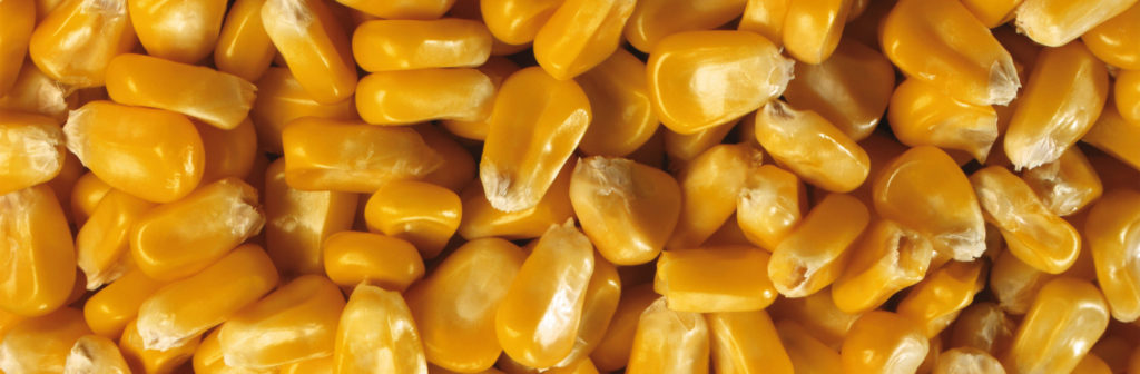 corn grains