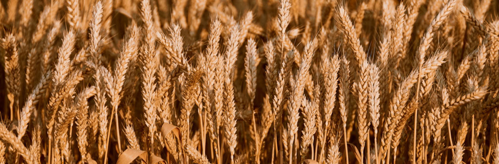 Wheat on the field. Full screen