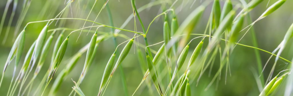 wild-oat-grass-GBA53LG (1) (1)
