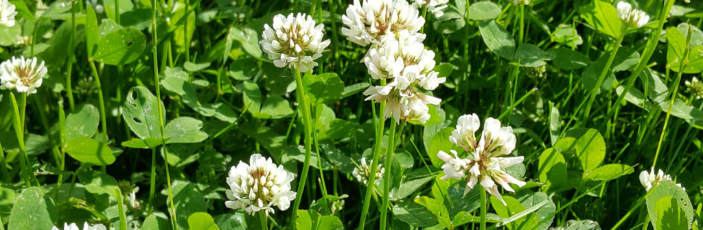 Close up of white clover on a summer meadow