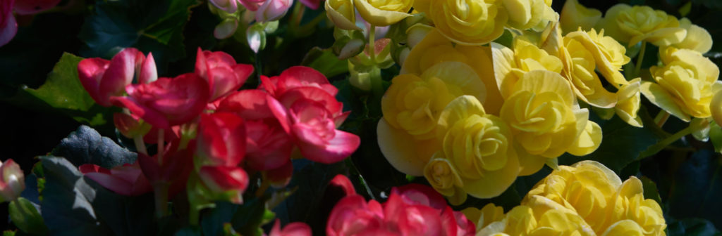 the-colorful-begonia-flowers-in-the-garden-MMZUBZA (1)