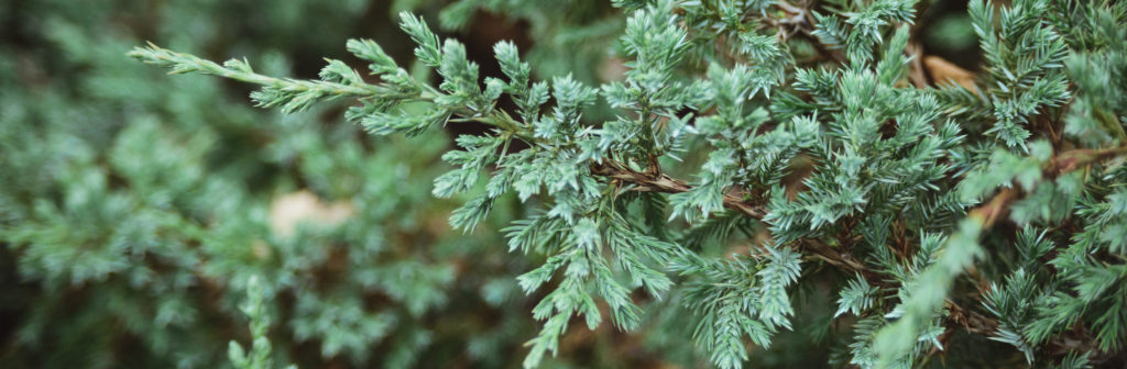 green juniper branches background, closeup horizontal stock photo image