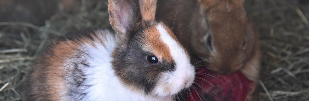 rabbit-7139836_1280 rabbit-7139836_1280