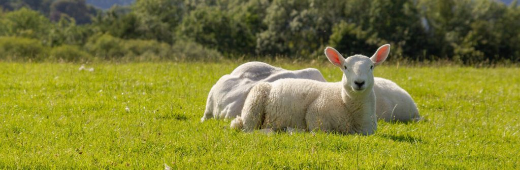 white-sheep-sitting-fresh-green-grass-lake-district_181624-29990 white-sheep-sitting-fresh-green-grass-lake-district_181624-29990